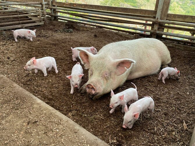 神奈川県南足柄市の「農場こぶた畑」。母豚で3～5頭、仔豚も含めて30～50頭を規模の目安に飼育している