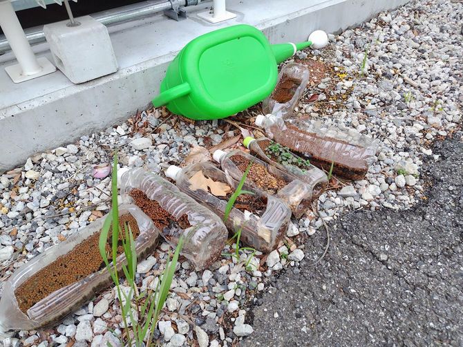 ペットボトルプランターでも食料生産。雑草に見えるが、一応クレソンが育っている