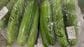 ｢もはや異常事態｣沖縄の野菜は自由な持ち出しNG…日本本土にまで迫る"特殊害虫"の正体