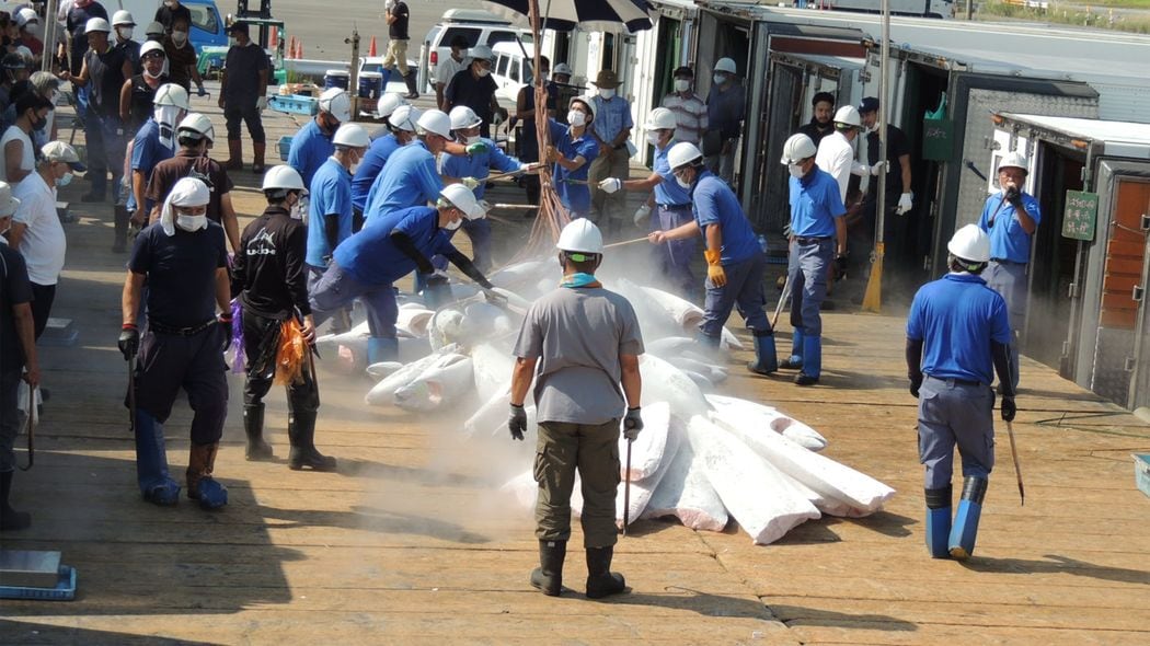 1000万円超を稼ぐ20代船員も登場…｢LINEもYouTubeも見れない｣マグロ漁船を変えたベテラン漁師たちの奮闘 ｢奴隷労働｣のイメージで遠洋漁業は存亡の危機にある