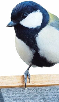 シジュウカラ（写真提供＝鈴木俊貴）