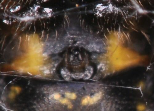 【写真15】垂体を切り落とされたギンメッキゴミグモ（出典＝『カラー版 クモの世界　糸をあやつる8本脚の狩人』）