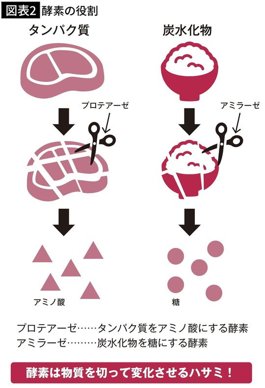 【図表2】酵素の役割