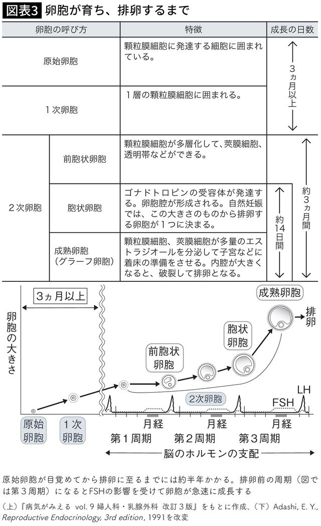 【図表】卵胞が育ち、排卵するまで