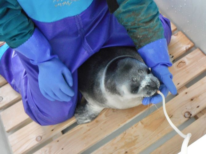 ミルクの強制給餌は、ポンプを押す係とアザラシを保定する係りの2人で行う