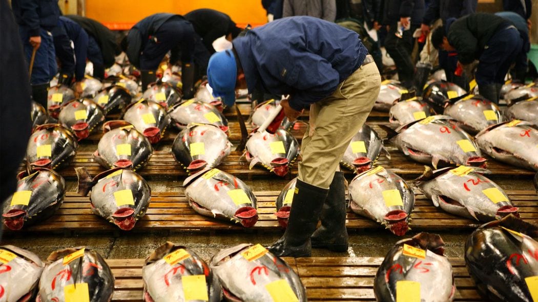 中国人がマグロの旨さに気づいてしまった…豊洲の仲卸が｢セリで勝てない｣とこぼす中国業者のエグい買い方 ｢かなりの量を求め｣かつ｢金払いがいい｣