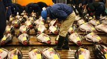 中国人がマグロの旨さに気づいてしまった…豊洲の仲卸が｢セリで勝てない｣とこぼす中国業者のエグい買い方