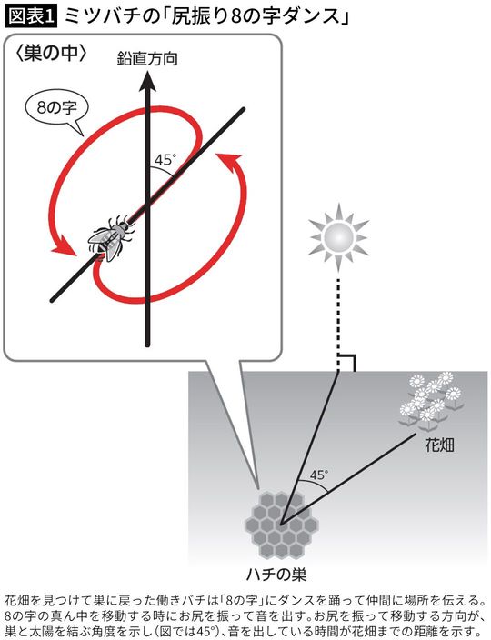 【図表1】ミツバチの「尻振り8の字ダンス」