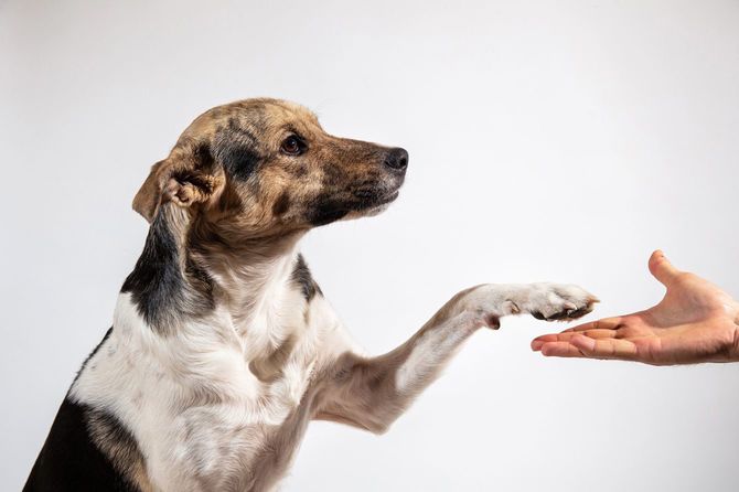 お手をする犬