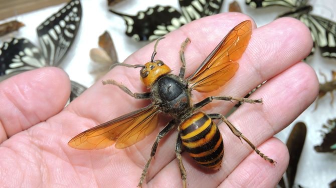 オオスズメバチ