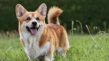 ｢怖い犬｣と｢かまってあげたくなる犬｣はどこが違うか…人との距離を上手に縮めるヒント