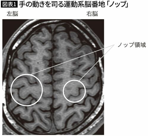 【図表1】手の動きを司る運動系脳番地「ノッブ」