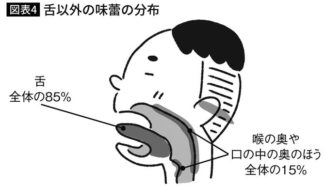 舌以外の味蕾の分布