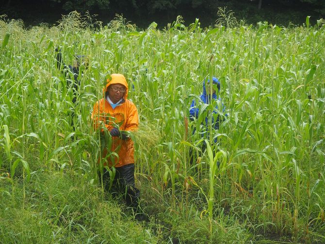 ホウキモロコシの畑。スタッフが手作業で一つ一つ収穫する