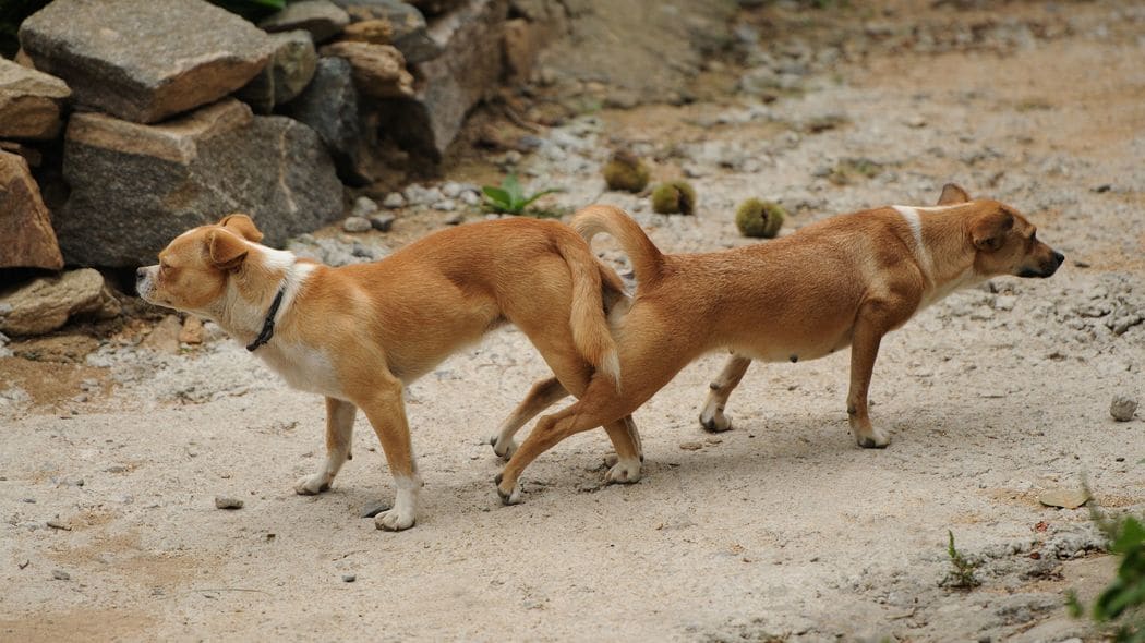 犬の陰茎は一度入ったらなかなか抜けない…メスが嫌がっても交尾が続く"独自のロックオン式"という進化 確実に繁殖を成功させなければならない重いプレッシャーがのしかかる