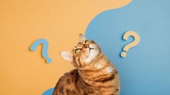 会話の中で｢あの人｣｢その人｣を放置すると脳は急激に衰える…和田秀樹｢ボケないための最も身近な習慣｣