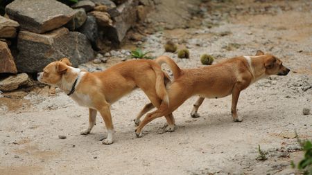 ペット 繁殖 野生