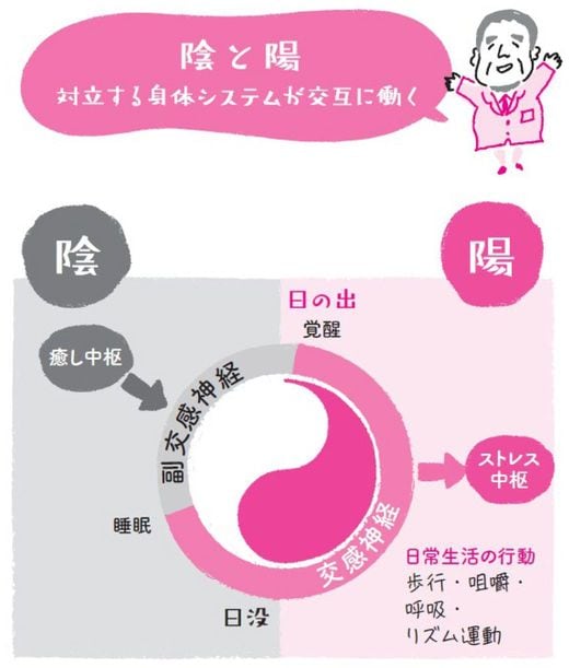 【イラスト】陰と陽　対立する身体システムが交互に働く