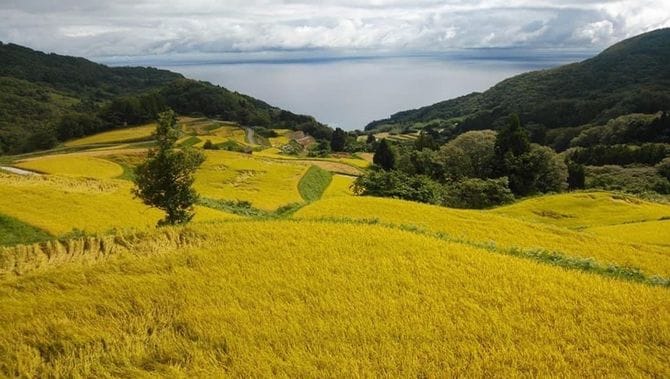 岩首昇竜棚田の風景