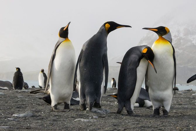 キングペンギンコロニー