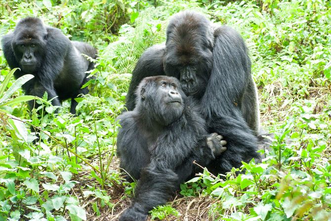 交尾しているゴリラたち