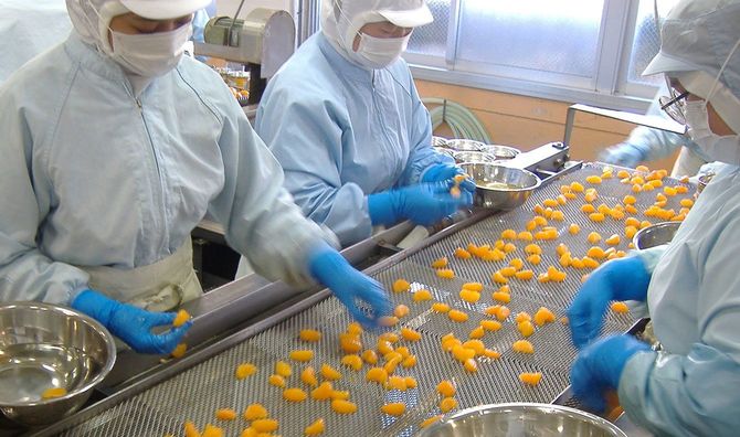 みかんの選別工程