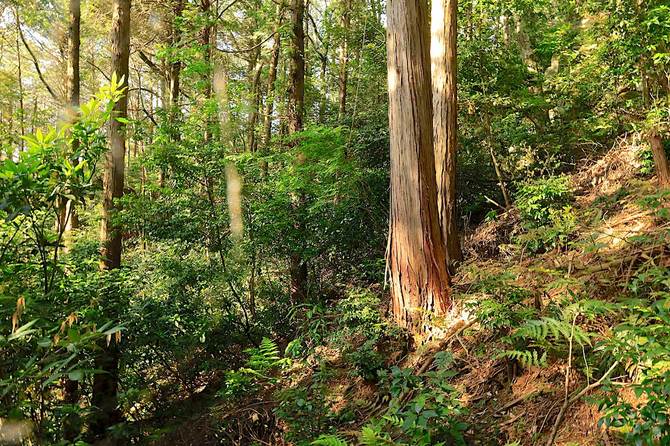 石柱からものの数歩でヤブと急傾斜に阻まれる
