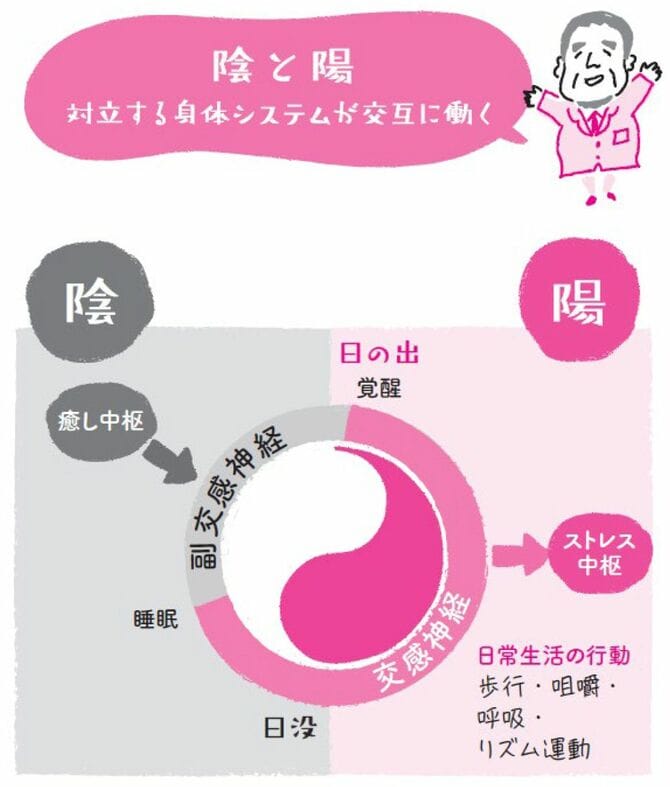 【イラスト】陰と陽　対立する身体システムが交互に働く