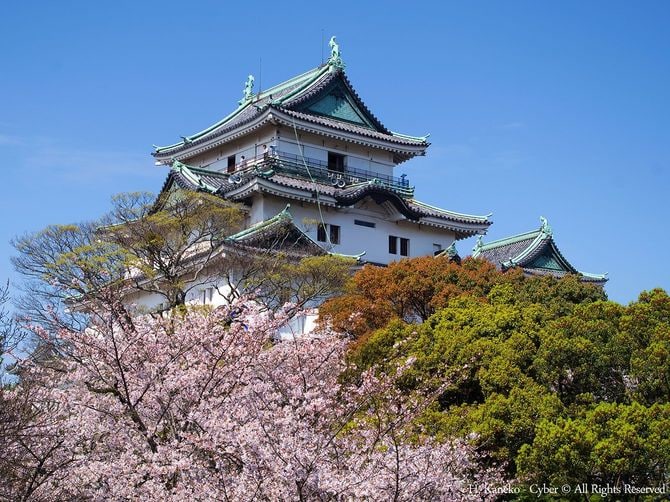 桜と和歌山城 2016年4月2日