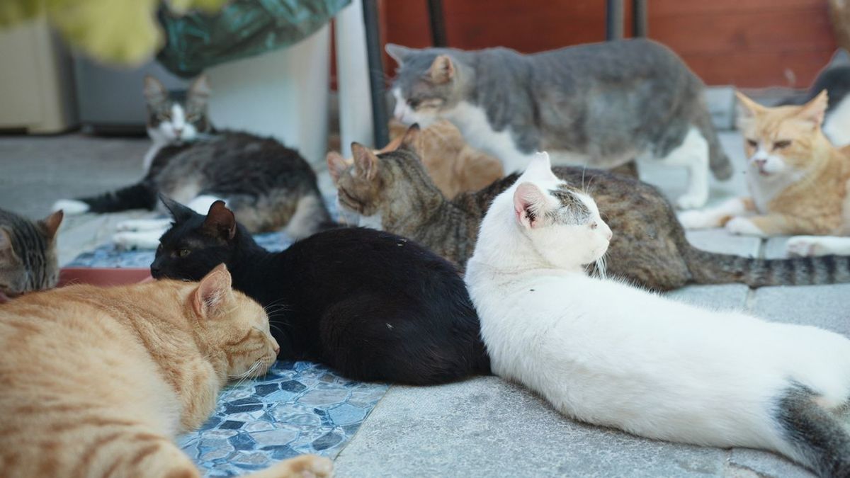 保護猫カフェで集まって寝ている猫たち