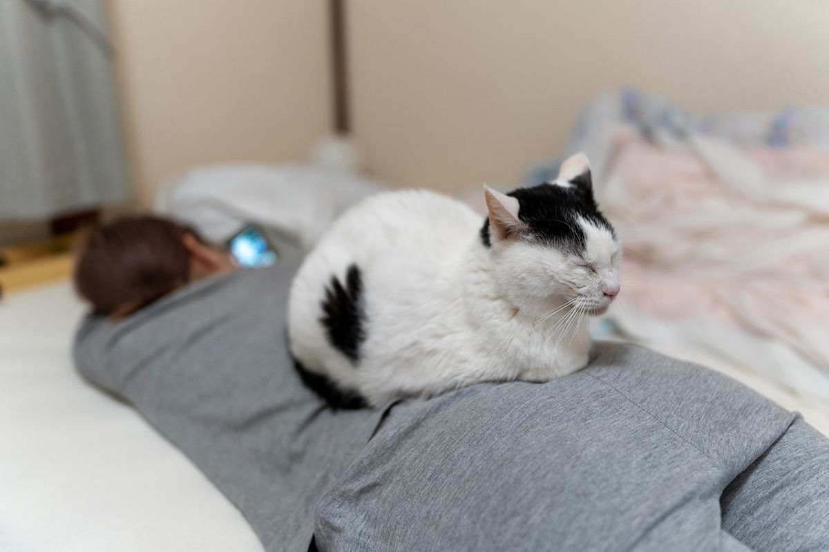 自宅でベッドの上の十代の女の子のリラックスした猫