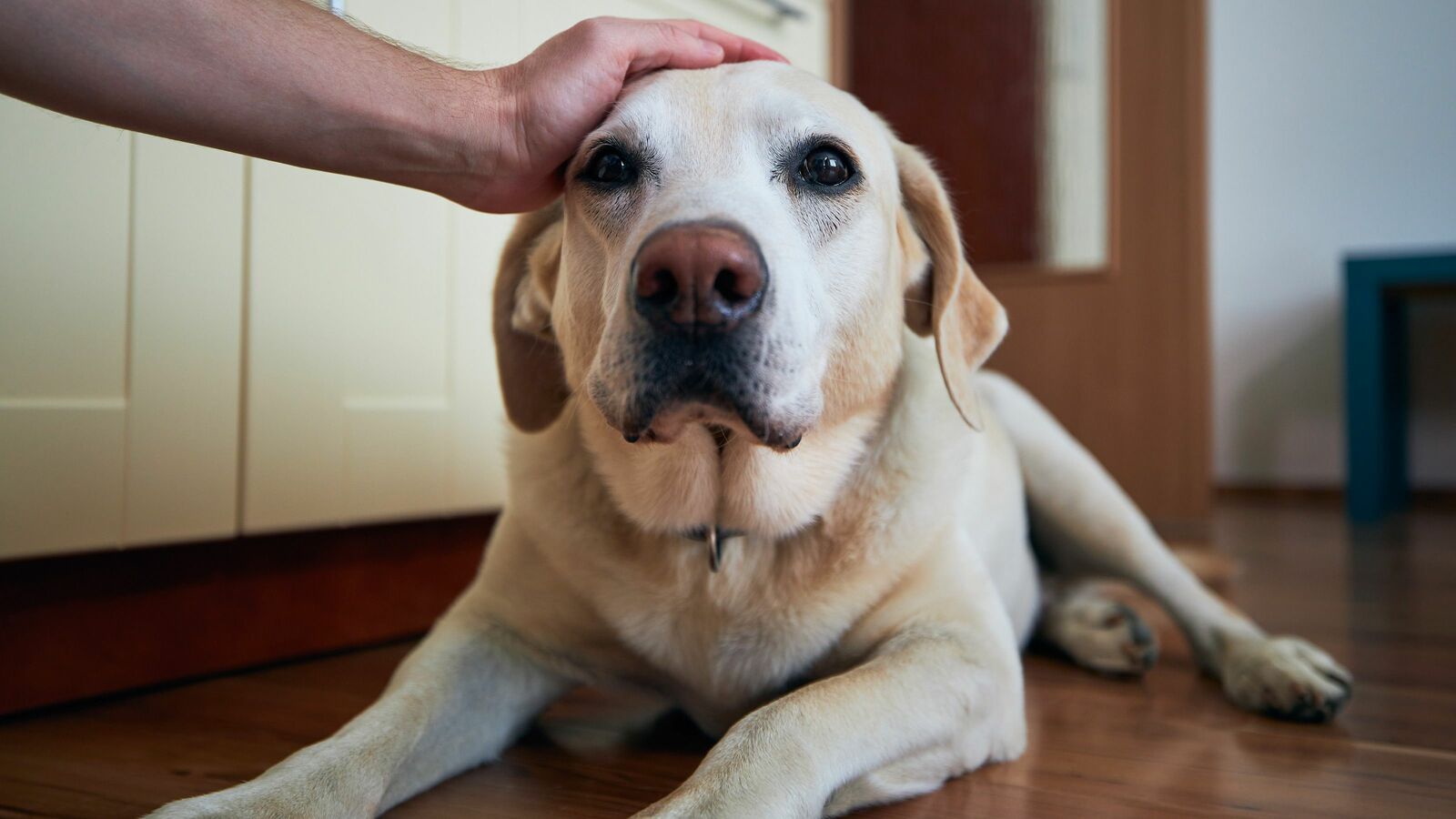 じっと目を見つめながら犬の体をなでてはいけない…犬と接するプロが絶対にやらないこと 動物は凝視されるのが苦手