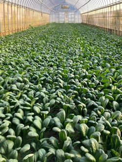 ハウスの中の小松菜