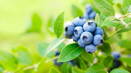 目が良くなる本 を見ても ブルーベリーを食べても 目は良くならないという残念な真実 山や森などの緑を見る も根拠なし President Online プレジデントオンライン