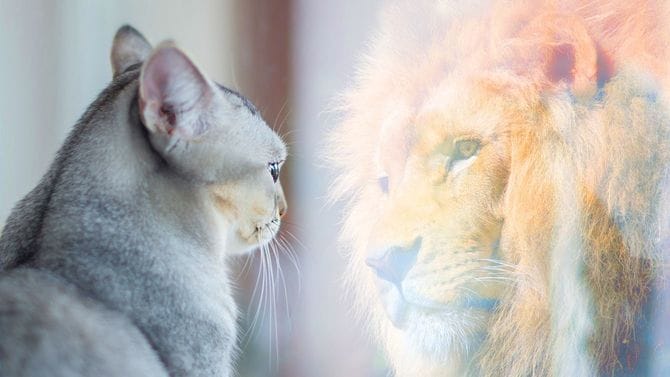 鏡の中に映る自分をライオンだと思い込む猫。自尊心や欲望の概念