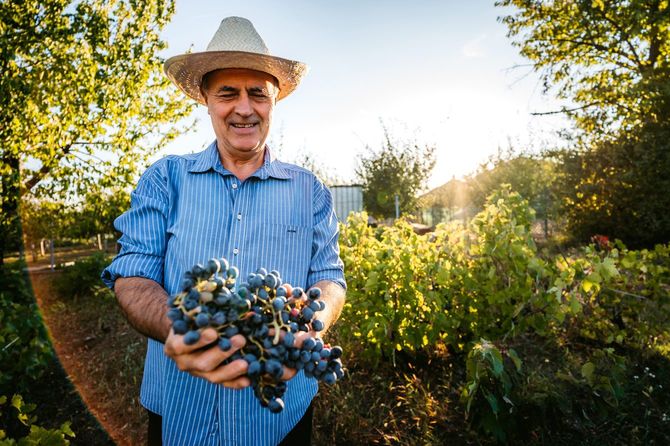 ぶどうを収穫する男性
