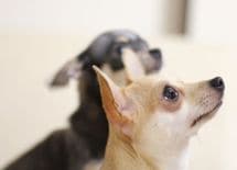 なぜ、親玉ワルほど人の話を最後まで聞くのか？