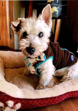 亡くなる直前のころのみんと。難病を発症して、亡くなるまでの3年間は毎日投薬していた