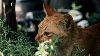 余命は1カ月どころか週単位…70代女性がよろめく体を奮い立たせてやった驚くべき行為と奇跡的に生きた年月