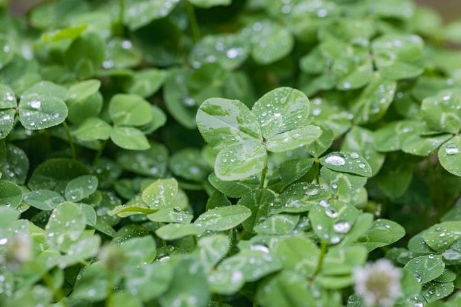 雨に濡れている四つ葉のクローバー