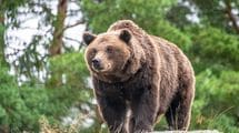 テレビの本音は｢クマ被害｣が出るほどオイシイ…クマ報道を｢衝撃映像｣として消費するニュース番組の罪