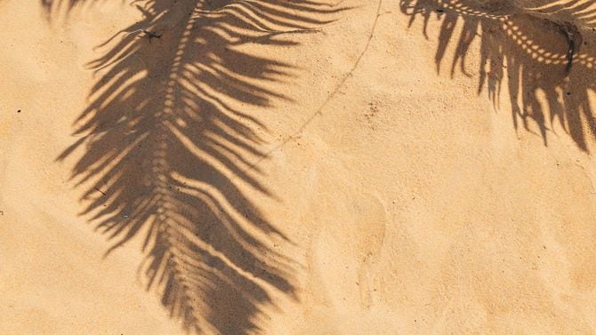 ココナッツヤシの木の葉の影