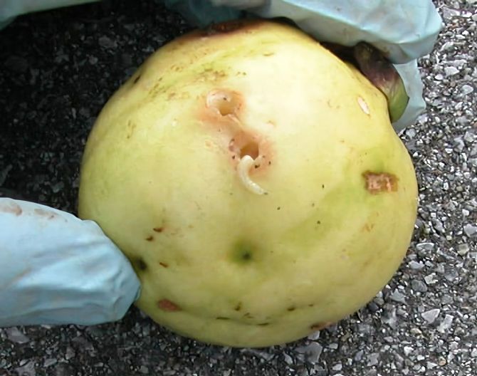 グァバの実から這い出るミカンコミバエの幼虫