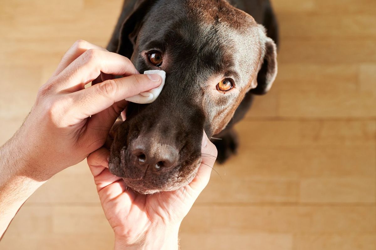 犬の目を掃除する男性の手