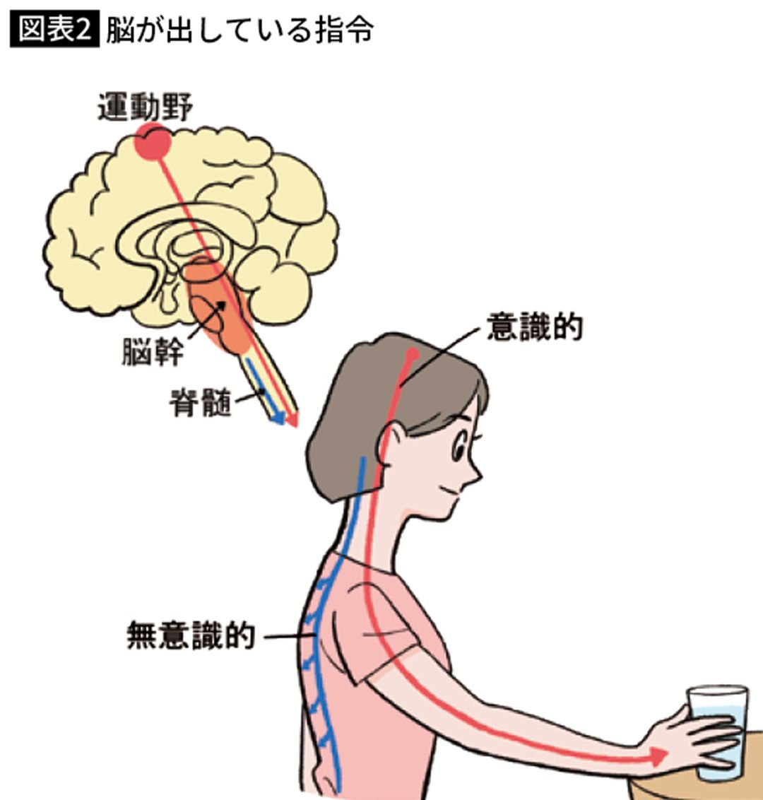 脳が出している指令