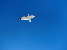 ヤケドするくらい熱く生きる！ 平成の風雲児を巡る人生譚