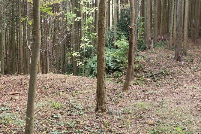 「松永屋敷」のある尾根先端の曲輪には、畝上竪堀群らしき地形も残っていた