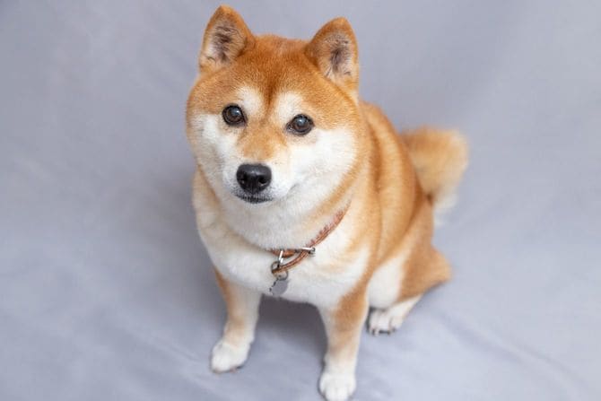 つぶらな瞳で見つめてくる柴犬