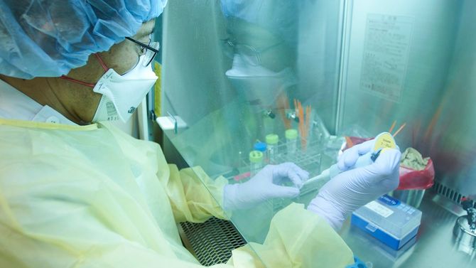 安全キャビネット内で検体を扱う