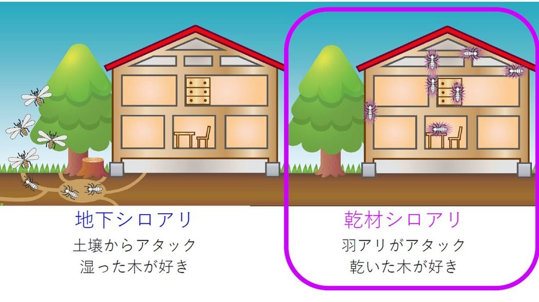 プロには外から見ただけでわかる…全国にジワジワ拡大する"外来シロアリ"が住み着いた家の"小さな兆候" 従来の｢シロアリ対策｣では全然通用しない